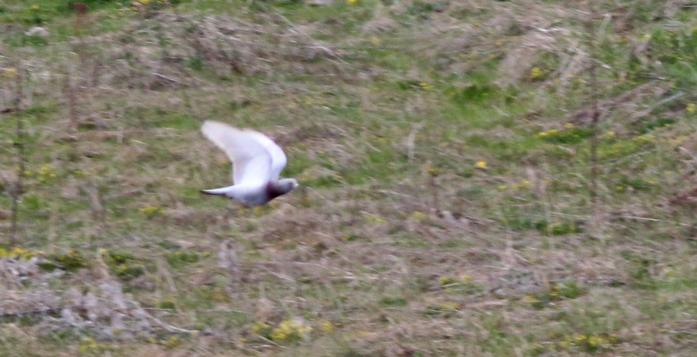 Stock Dove